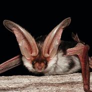 Image result for 6 Foot Bat