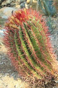 Image result for Arizona Cactus Plants