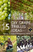 Image result for DIY Grape Vine Trellis