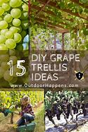 Image result for Backyard Grape Vine Trellis