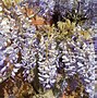 Image result for Wisteria Sinensis