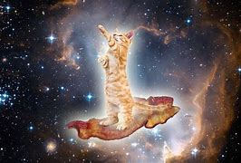 Image result for Galaxy Cat Meme HD