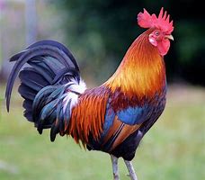 Image result for Une Coq