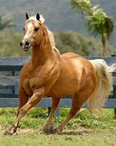 Image result for Palomino Horse Photography