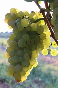 Image result for Dubost Chardonnay