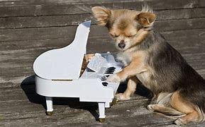 Image result for Dog Playing Piano Funyn