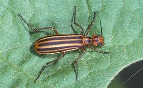 Image result for "striped-blister-beetle"