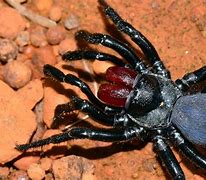 Image result for Most Venomous Spider in Australia
