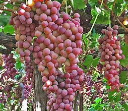 Image result for Flame Seedless Grape