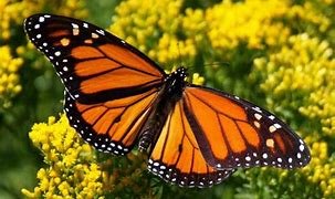 Image result for Butterfly Screensaver