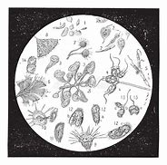 Image result for diatom�ceo