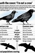 Image result for Difference Between Raven and Crow Australia