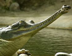 Image result for gavial