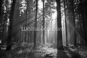 Image result for Beautiful Forest Wallpaper