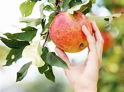 Image result for Apple Picking in Hungary