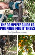 Image result for How to Prune Fruit Trees
