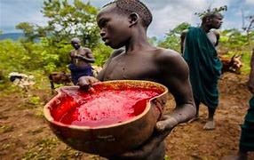 Image result for Maasai Drinking Cow Blood