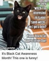 Image result for Black Cat Day Meme