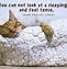 Image result for Funny Cat Faces with Quotes