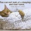 Image result for Cat Quotes
