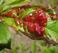 Image result for Apple Tree Leaf Curl