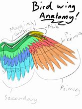 Image result for Wing Anatomy Drawing