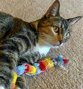 Image result for Catnip Toys