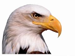 Image result for iMac Eagle Backround Yellow