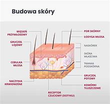 Image result for co_to_znaczy_Żydowski_włos