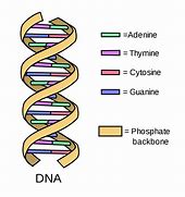 Image result for DNA Chromosome Structure