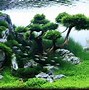 Image result for Amano Tank