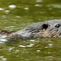 Image result for Otter Accessories