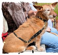 Image result for Killerkink Dog