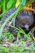 Image result for Young Echidna Warrior