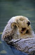 Image result for Otter Blushing