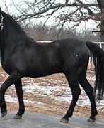 Image result for Black Morgan Horse