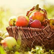 Image result for Fall Apple Pics