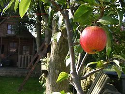 Image result for Apple Photography Color