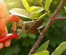 Image result for apples trees prune shear