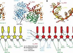 Image result for DNA and RNA Comparison