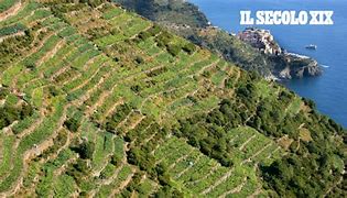 Image result for Cooperativa Agricoltori Vallata di Levanto Cinque Terre Sciacchetra