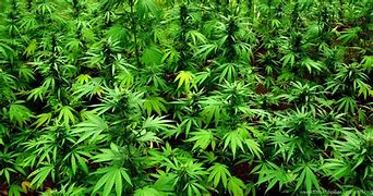 Image result for Weed Laptop Wallpaper