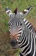 Image result for Zebra Gx430d