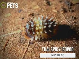 Image result for Spiky Isopods