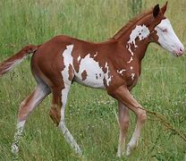 Image result for Overo Horse