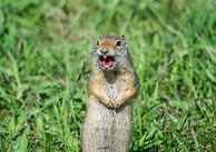 Image result for Prairie Dog Standing Up