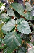 Image result for cissus_rombolistny