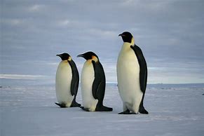 Image result for Penguin Family