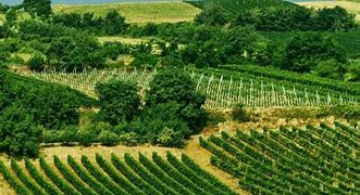 Image result for Best Vineyard in Fruska Gora