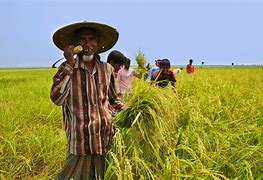 Image result for Wheat Farmer